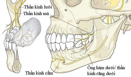 giải phẫu dây thần kinh răng dưới